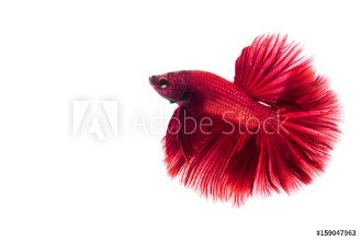 Bild på Red Siamese fighting fish Betta on isolated white background